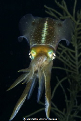 Caribbean Reef Squid consuming a Chromis Reef fish by Henrietta Honnor Passos 
